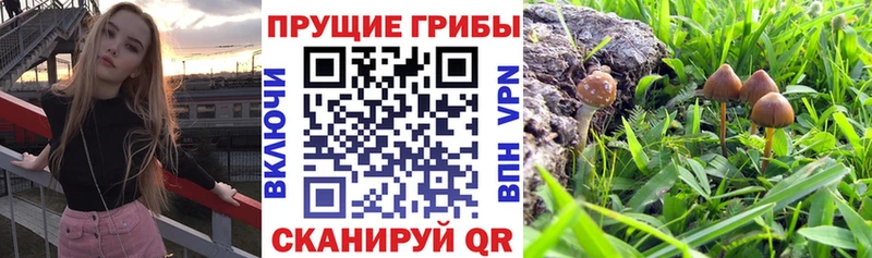 Псилоцибиновые грибы прущие грибы  Добрянка 